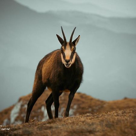 Pensiunea 3 Brazi Zărneşti المظهر الخارجي الصورة